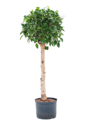 Plante aquatique Ficus Microcarpa 'Nitida'