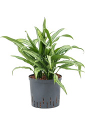 Hydroplant Aglaonema Cutlass