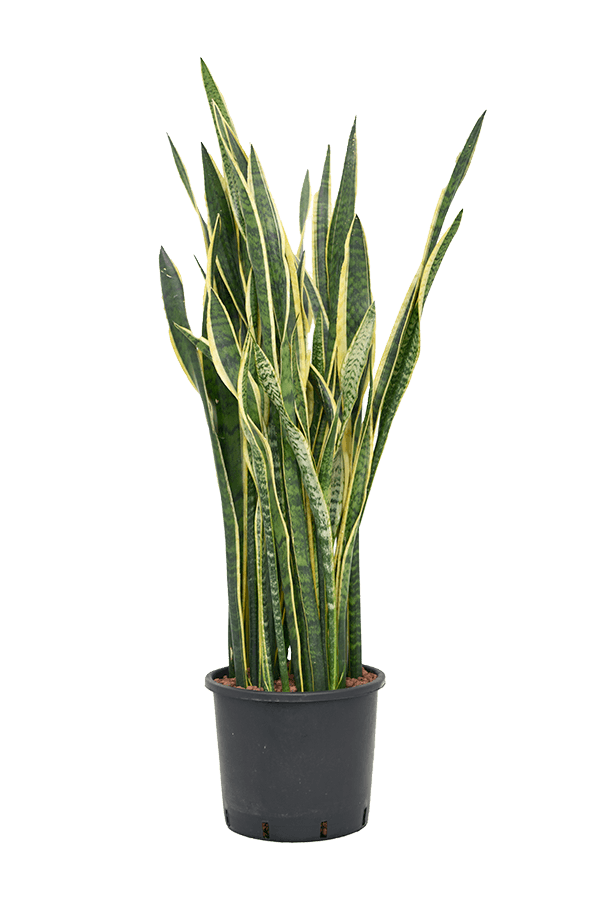 Plante hydroélectrique Sansevieria Trifasciata Laurentii