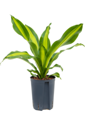 Plante aquatique Dracaena Fragrans Burley