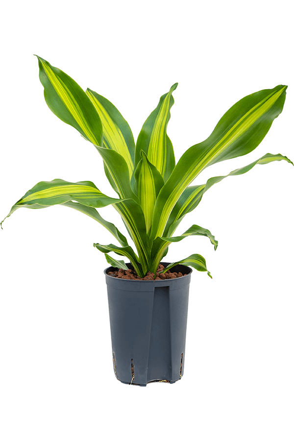 Plante aquatique Dracaena Fragrans Burley