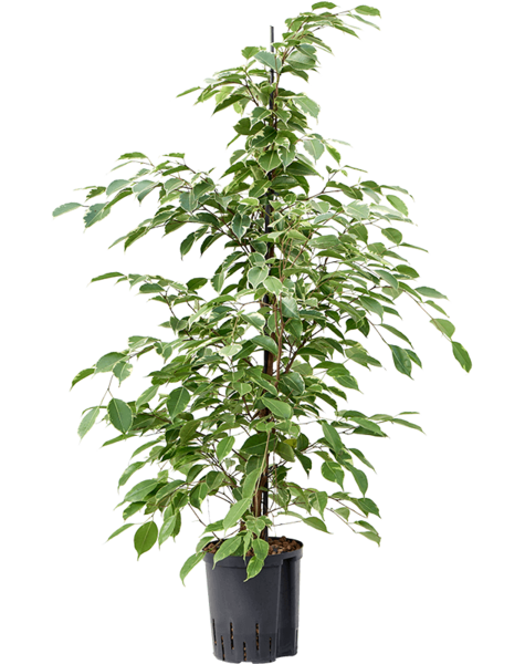 Plante aquatique Ficus