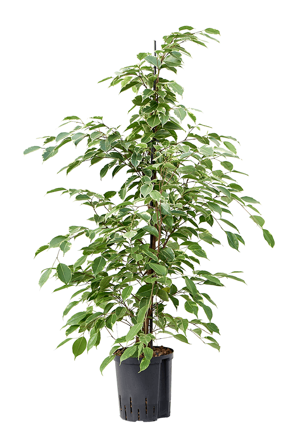 Plante aquatique Ficus Benjamina Golden King