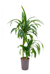 Plante aquatique Dracaena Fragrans Hawaiian Sunshine