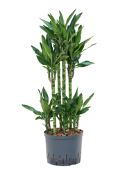 Plante aquatique Dracaena Fragrans Burundii