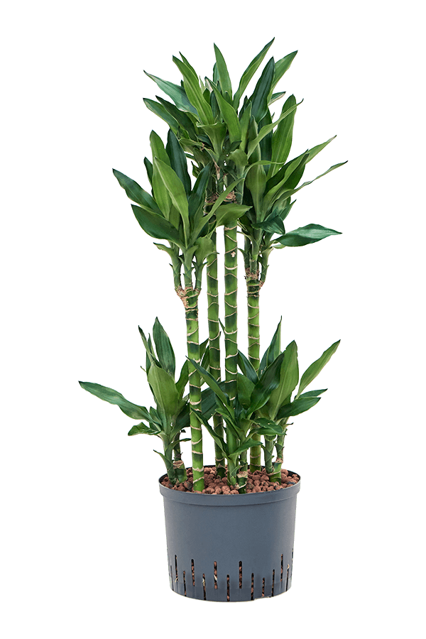 Plante aquatique Dracaena Fragrans Burundii