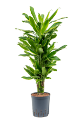 Plante aquatique Dracaena Fragrans Golden Coast