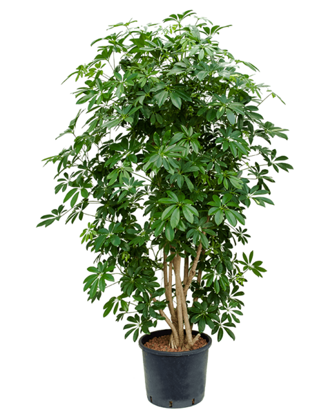 Centrale hydroélectrique Schefflera