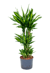 Plante aquatique Dracaena Fragrans Cintho