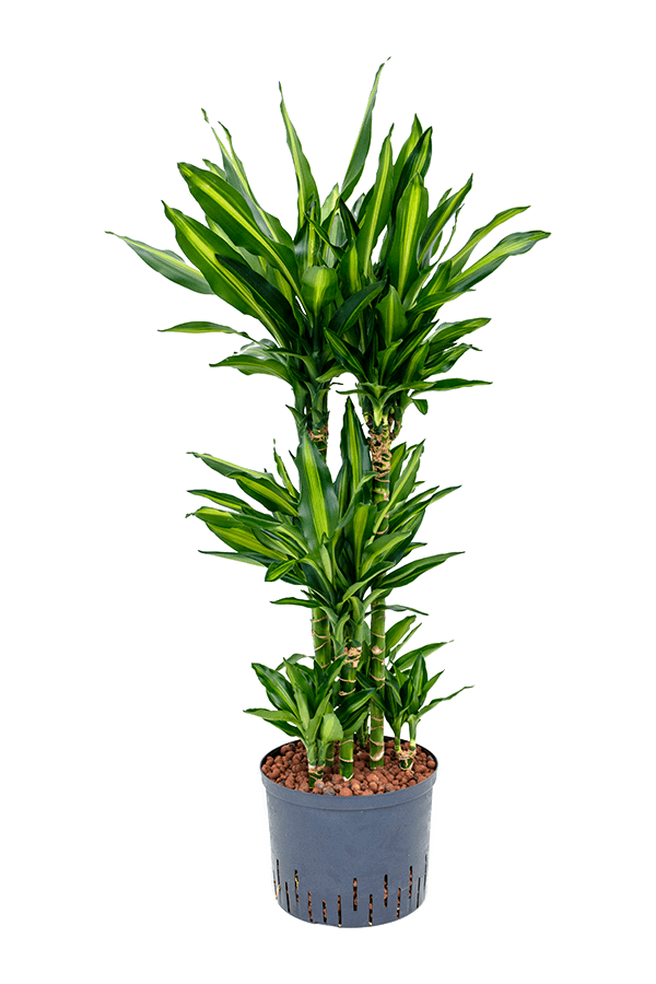 Plante aquatique Dracaena Fragrans Cintho