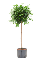 Plante aquatique Ficus Microcarpa 'Nitida'