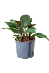 Plante hydrophile Philodendron Red Beauty