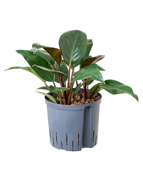 Philodendron Hydroplant