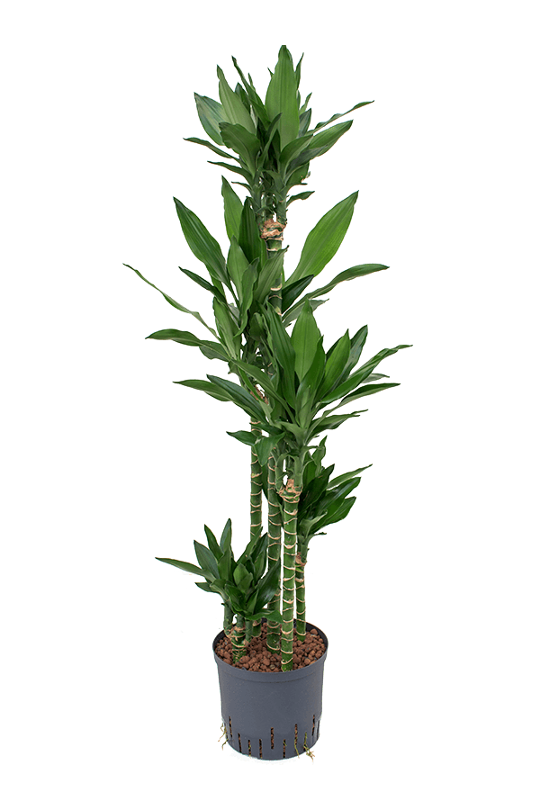 Plante aquatique Dracaena Fragrans Janet Lind