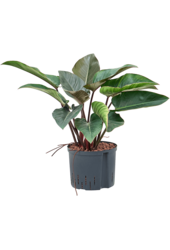 Plante hydrophile Philodendron Red Beauty