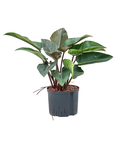 Philodendron Hydroplant
