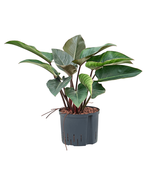 Strelitzia