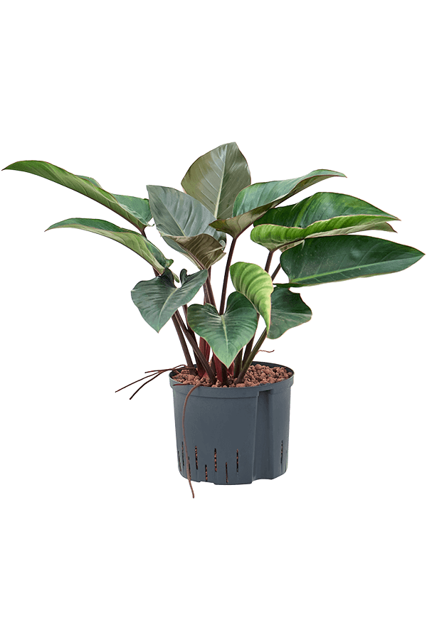 Plante hydrophile Philodendron Red Beauty