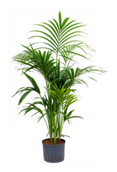 Plante aquatique Kentia (Howea) Forsteriana