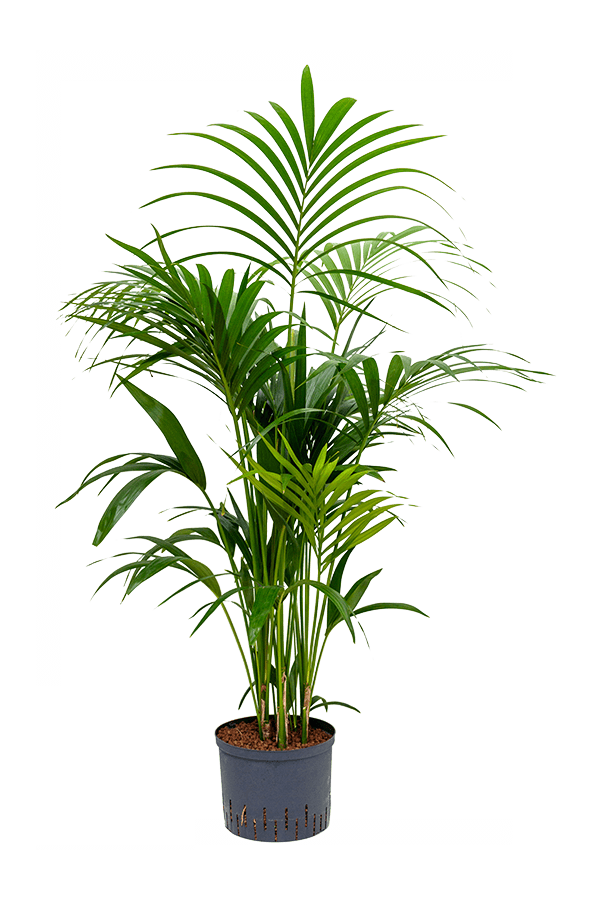 Plante aquatique Kentia (Howea) Forsteriana