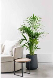 Plante aquatique Kentia (Howea) Forsteriana
