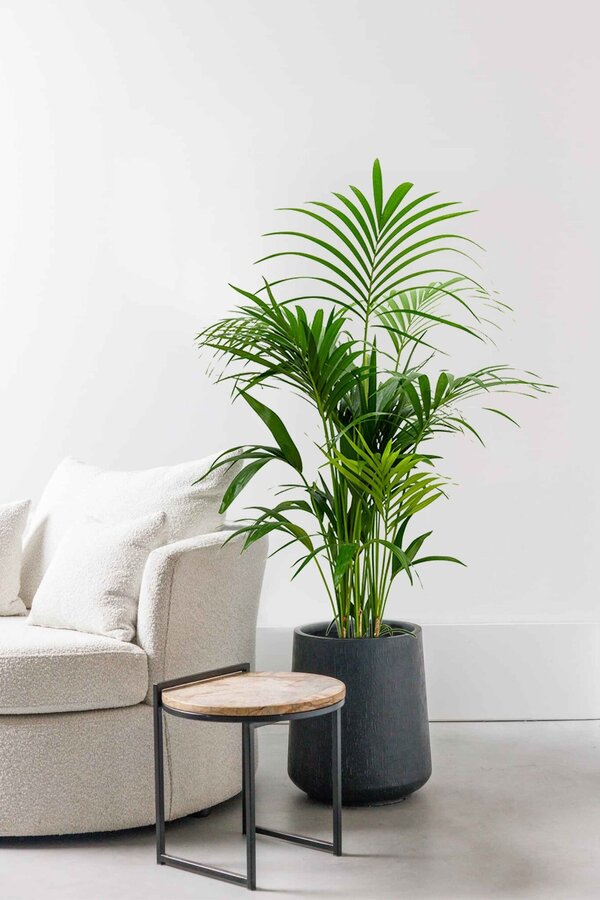 Plante aquatique Kentia (Howea) Forsteriana