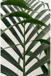 Plante aquatique Kentia (Howea) Forsteriana