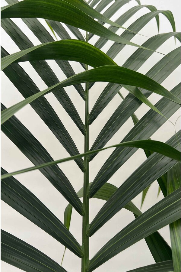 Plante aquatique Kentia (Howea) Forsteriana