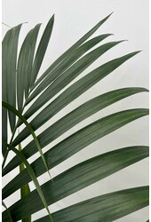 Plante aquatique Kentia (Howea) Forsteriana