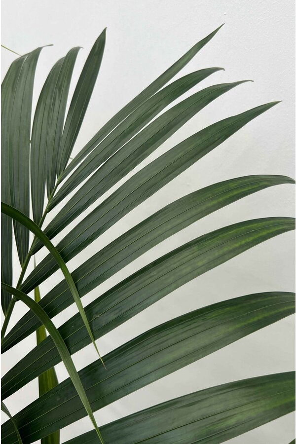 Plante aquatique Kentia (Howea) Forsteriana