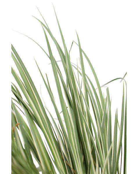 Calamus
