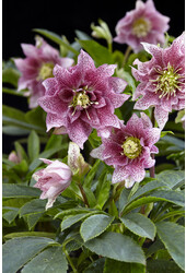 Hellébore oriental Helleborus