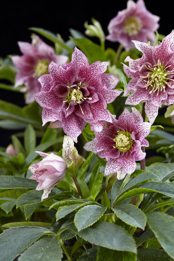 Hellébore oriental Helleborus