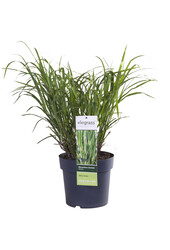 Roseau splendide Strictus