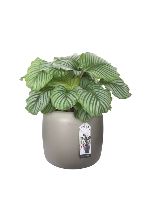 Pure® Beads Small Balanced Beige