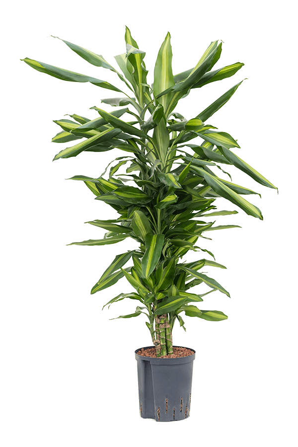 Plante aquatique Dracaena Fragrans Cintho