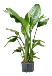 Centrale hydroélectrique Strelitzia Nicolai