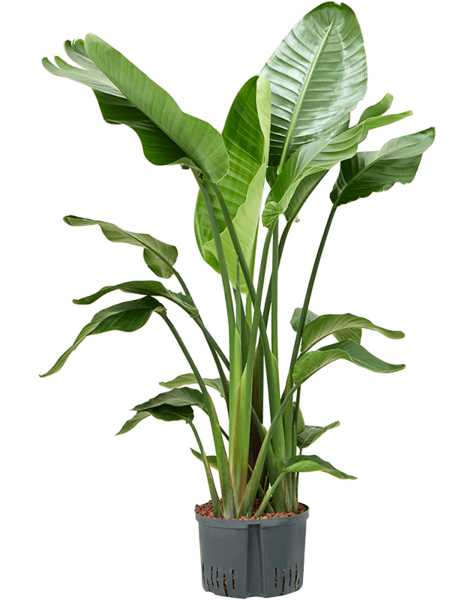 Usine hydroélectrique Strelitzia