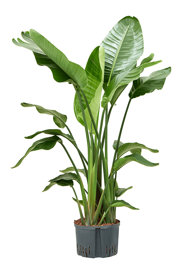 Centrale hydroélectrique Strelitzia Nicolai