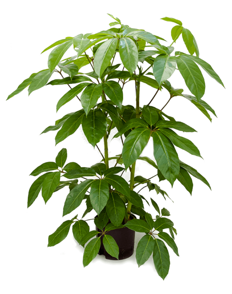 Centrale hydroélectrique Schefflera