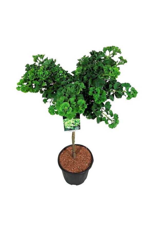 Noyer japonais Ginkgo biloba Mariken