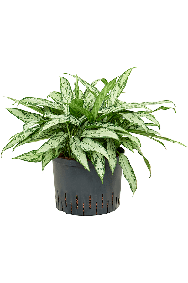 Plante hydroélectrique Aglaonema Silver Queen