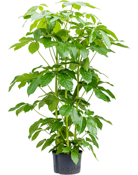 Centrale hydroélectrique Schefflera