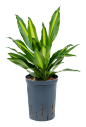 Plante aquatique Dracaena Fragrans Cintho