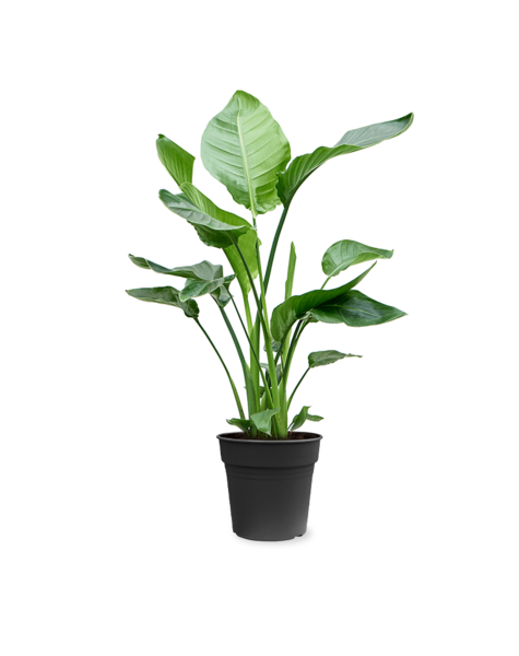 Strelitzia