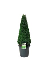 Buxus sempervirens