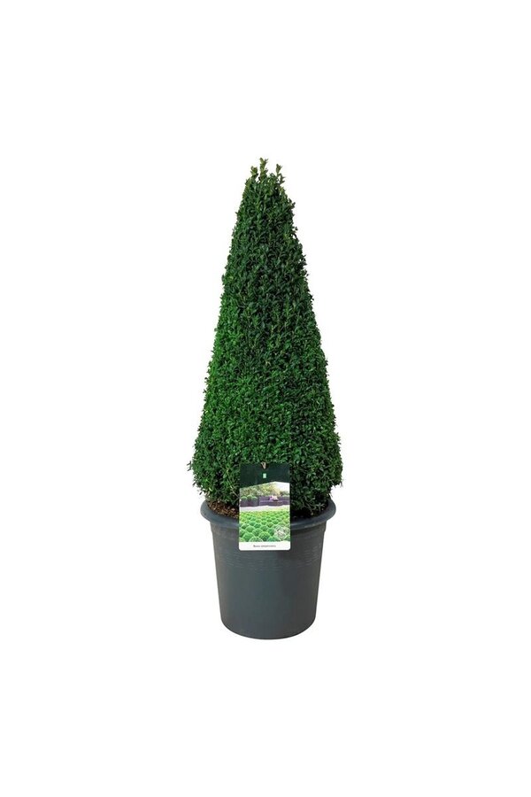 Buxus sempervirens