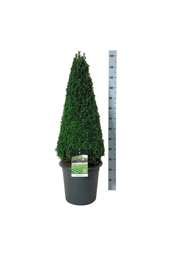 Buxus sempervirens