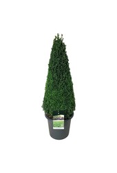 Buxus sempervirens