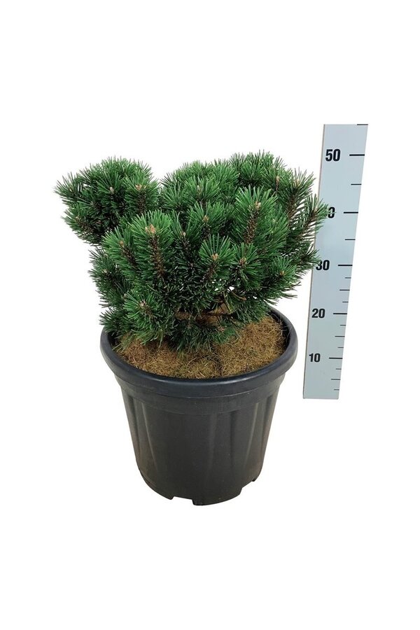 Pin Pinus mugo Limerick